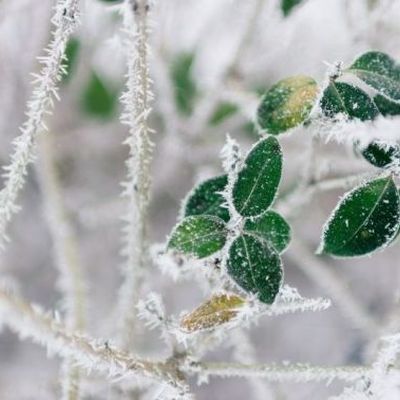 Info-Hiver